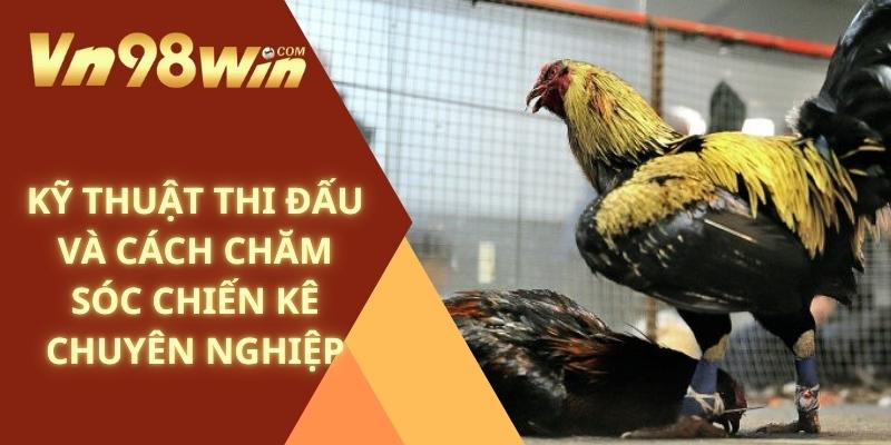 Kỹ thuật thi đấu và cách chăm sóc chiến kê chuyên nghiệp