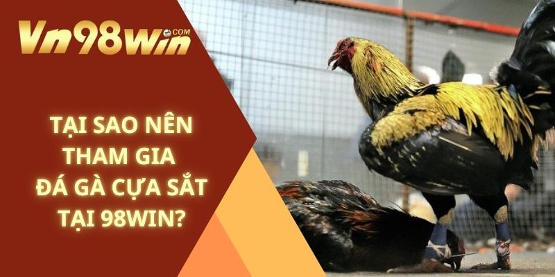 Tại sao nên tham gia đá gà cựa sắt tại 98win?